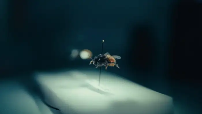 Tøyen Bee & Bee