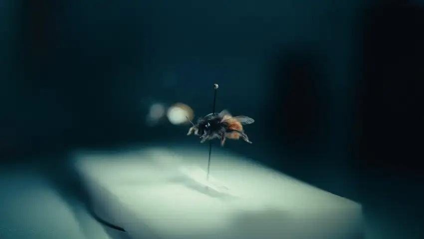 Tøyen Bee & Bee