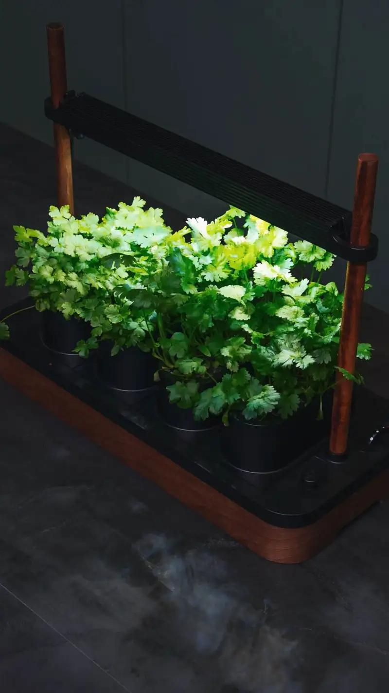How to Coriander