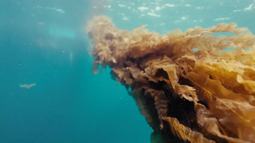 Seaweed Solutions